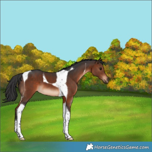 Horse Color:Brown Tobiano