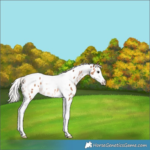 Horse Color:Silver Brown Splash Tobiano Appaloosa