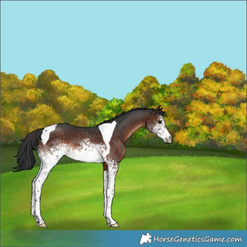 Horse Color:White Spotted Brown Tobiano 