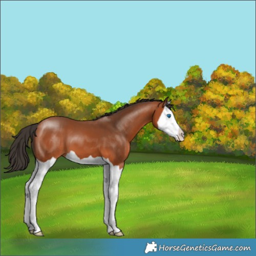 Horse Color:Bay Splash 