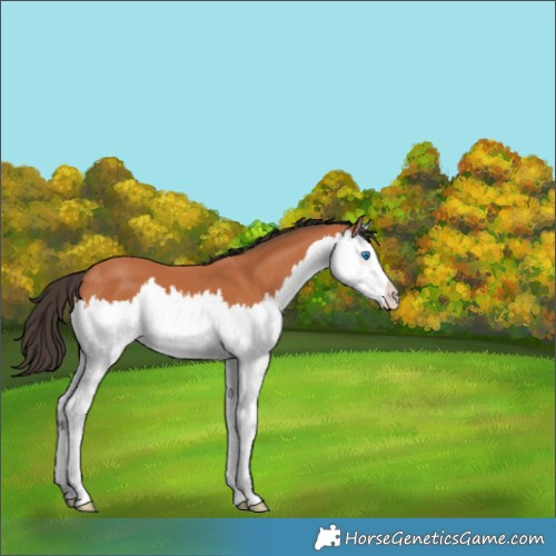 Horse Color:Bay Splash 