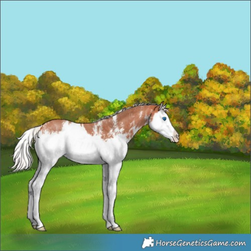 Horse Color:Silver Bay Sabino Splash 