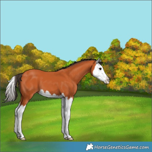 Horse Color:Bay Splash 