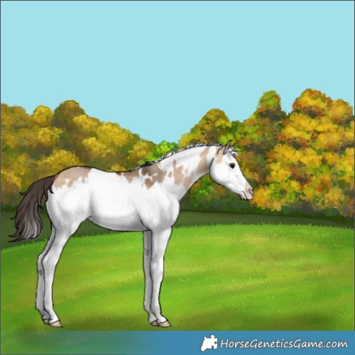 Horse Color:White Spotted Bay Dun Splash