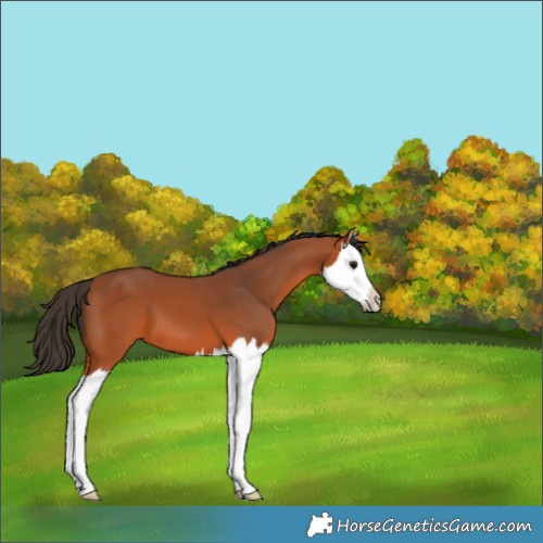 Horse Color:Bay Splash