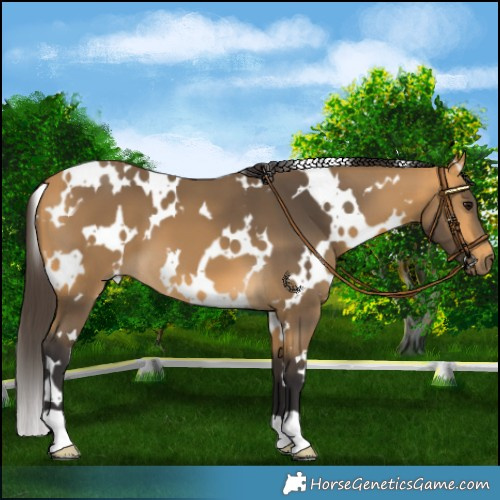 Horse Color:White Spotted Buckskin 