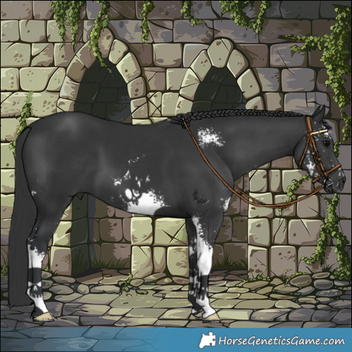 Horse Color:Black Sabino 