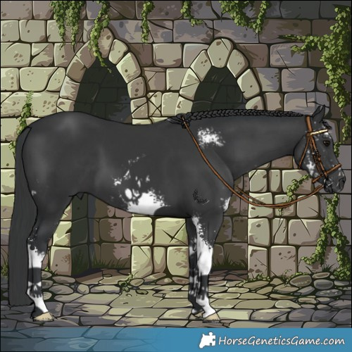 Horse Color:Black Sabino 