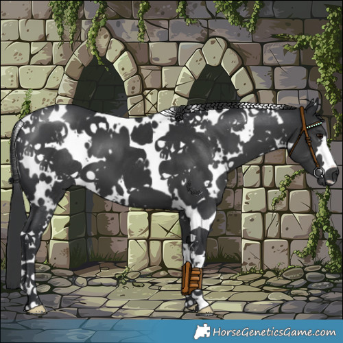 Horse Color:White Spotted Black