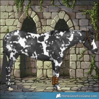 Horse Color:White Spotted Black 