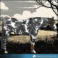 Horse Color:White Spotted Black 