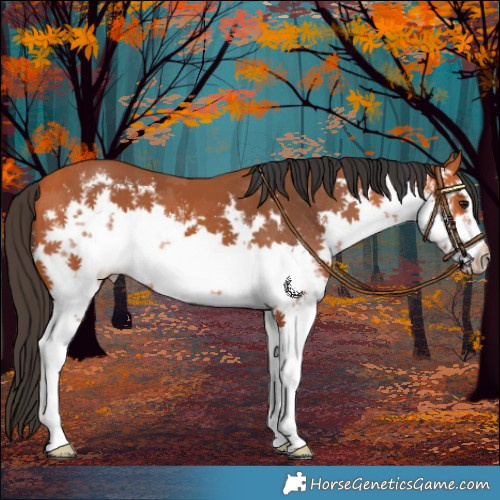 Horse Color:White Spotted Bay 