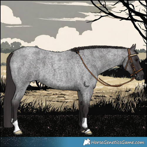 Horse Color:Smoky Blue Roan 
