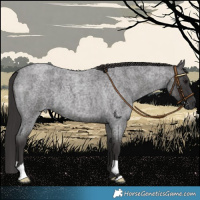 Horse Color:Smoky Blue Roan