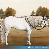 Horse Color:Smoky Creme Roan 