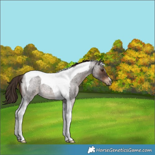 Horse Color:Liver Red Roan Tobiano 