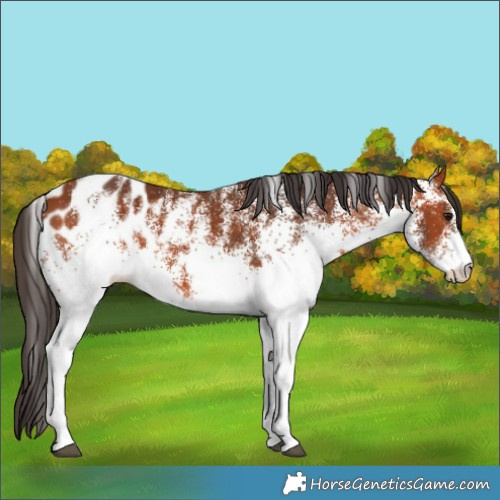 Horse Color:White Spotted Bay Appaloosa 