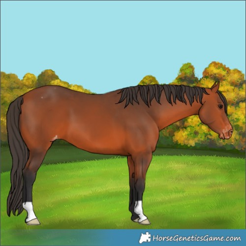 Horse Color:Bay Appaloosa 