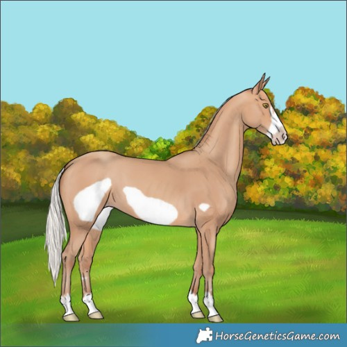 Horse Color:Silver Amber Champagne Frame 