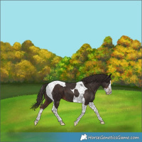 Horse Color:Liver Chestnut Splash Tobiano 