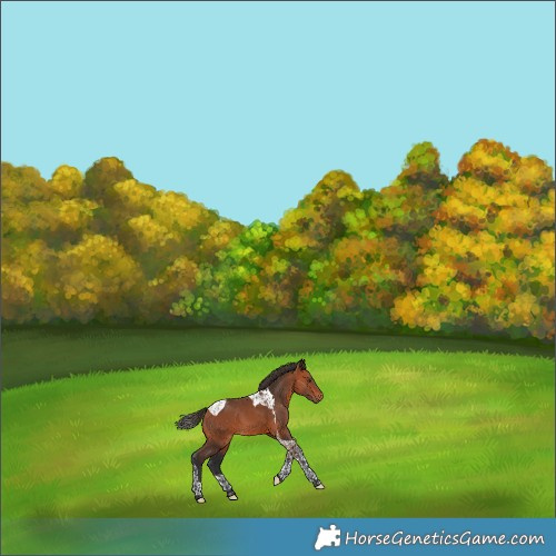 Horse Color:Bay Tobiano 