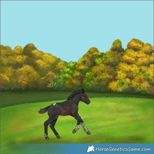 Horse Color:Brown Tobiano Rabicano 