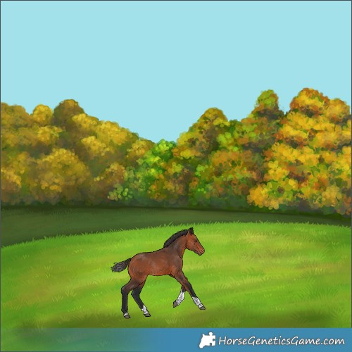 Horse Color:Bay Tobiano Rabicano 