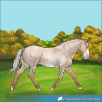 Horse Color:Silver Amber Champagne Roan Frame 