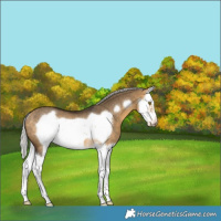 Horse Color:Silver Buckskin Dun Splash Frame Rabicano 