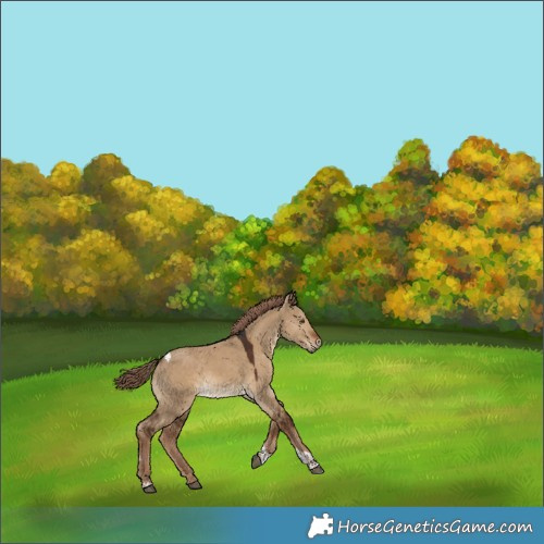 Horse Color:Gray Liver Red Dun Tobiano Appaloosa 