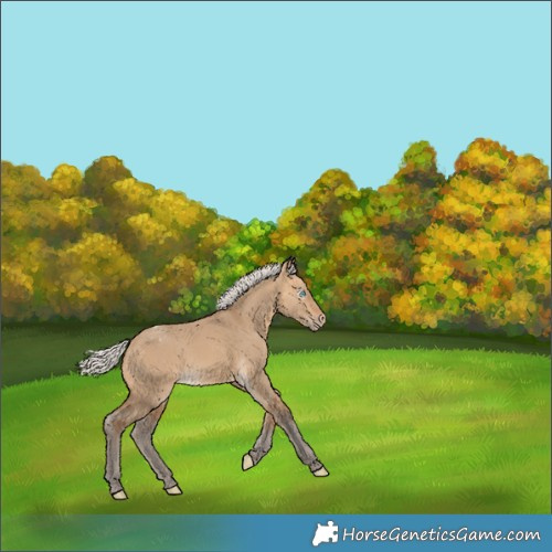 Horse Color:Gray Silver Perlino Dun Appaloosa 