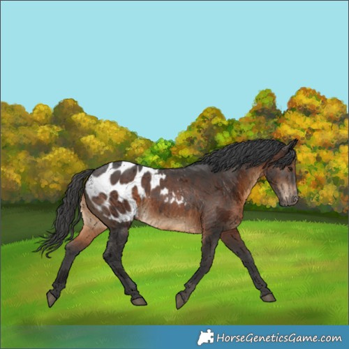 Horse Color:Gray Bay Merle Appaloosa