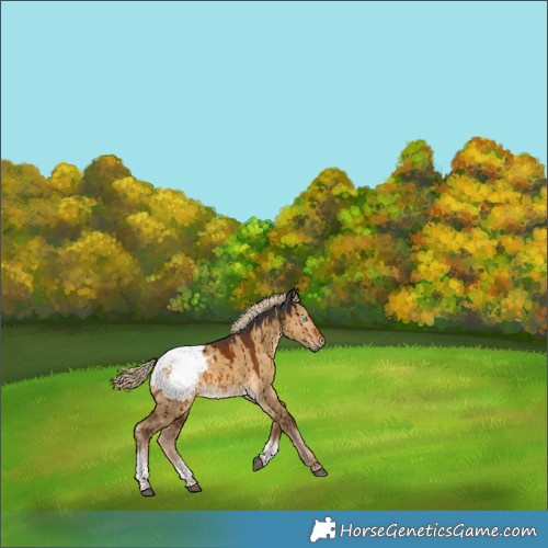 Horse Color:Gray Chocolate Palomino Dun Tobiano Appaloosa Brindle 