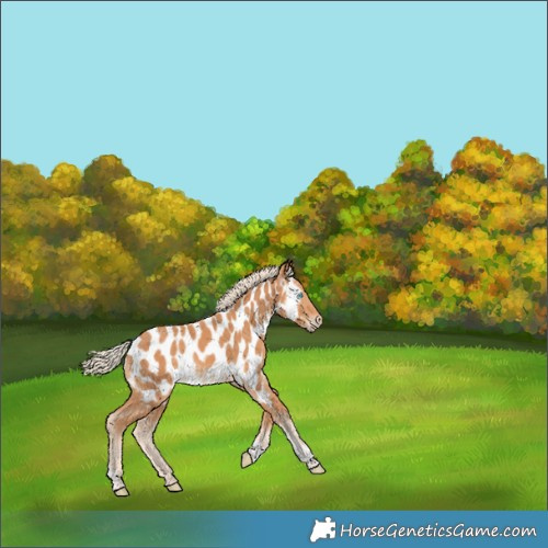 Horse Color:Gray Cremello Tobiano Appaloosa 