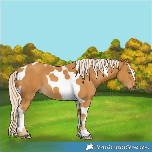 Horse Color:Palomino Tobiano 