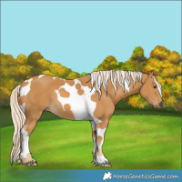Horse Color:Palomino Tobiano