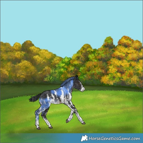Horse Color:Brown Sabino