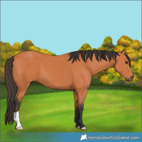 Horse Color:Bay 