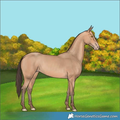 Horse Color:Amber Champagne 
