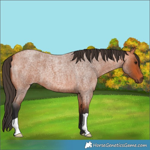 Horse Color:Bay Roan 