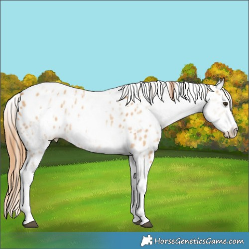 Horse Color:White Spotted Red Dun Leopard Rabicano 