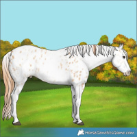Horse Color:White Spotted Red Dun Leopard Rabicano 