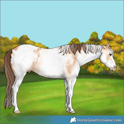 Horse Color:White Spotted Bay Dun Blanket Rabicano 