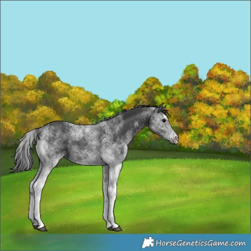 Horse Color:White Spotted Black 