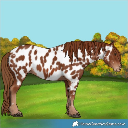 Horse Color:White Spotted Chestnut Appaloosa