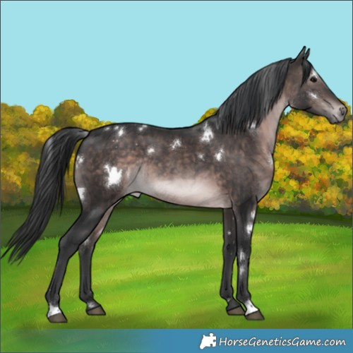 Horse Color:Platinum White Spotted Brown Rabicano 