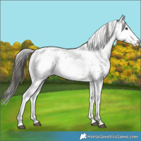 Horse Color:Liver Red Dun Sabino 