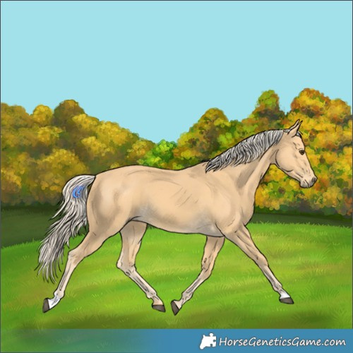 Horse Color:Palomino 