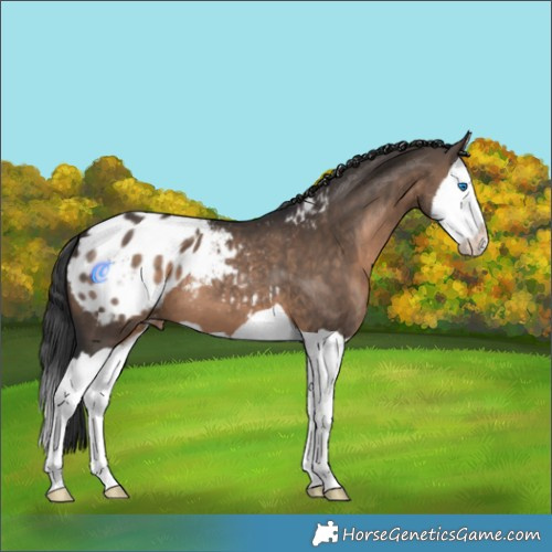 Horse Color:Brown Dun Splash Appaloosa 
