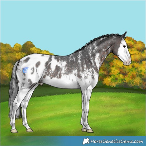Horse Color:Brown Sabino Splash Appaloosa